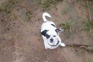 "K&ouml;pek beni tehdit etti, vurdum"