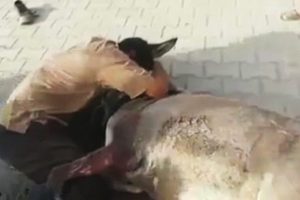 Eşeğine sarılarak h&uuml;ng&uuml;r h&uuml;ng&uuml;r ağladı