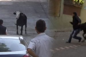 Ka&ccedil;an dana 3 kişiyi yaraladı