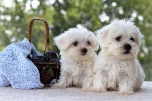 Dev polis bu k&ouml;peği niye &ouml;ld&uuml;rd&uuml;?
