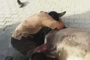 Eşeğine sarılarak h&uuml;ng&uuml;r h&uuml;ng&uuml;r ağladı