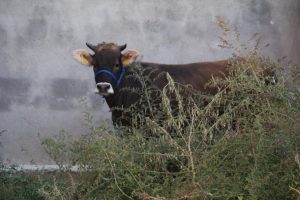 Kurbanlık kovalamacası başladı