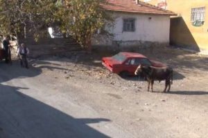 Firari dana mahalleyi ayağa kaldırdı