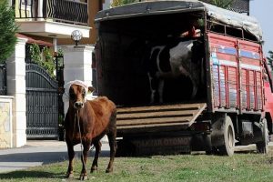 Kurban yakalama timleri iş başında