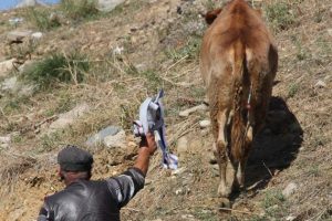 Ka&ccedil;an kurbanlık uyuşturucu iğne ile sakinleştirildi