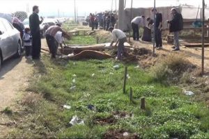 Ka&ccedil;an boğa bataklığa g&ouml;m&uuml;ld&uuml;