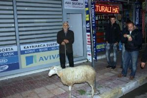 Ka&ccedil;an koyun 2 saat sonra bulundu