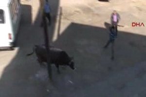 Ka&ccedil;an boğa Başkent'i b&ouml;yle karıştırdı!