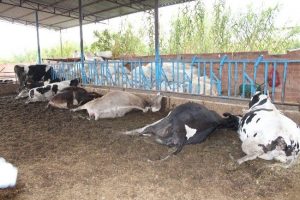 Elektrik akımına kapılan 6 gebe inek telef oldu