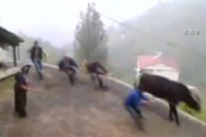 Kurbanlık &ouml;k&uuml;z 4 kişiyi b&ouml;yle s&uuml;r&uuml;kledi