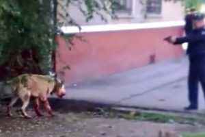 &Ouml;ld&uuml;rerek durdurabildiler!