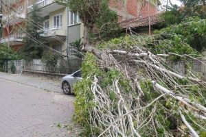 Aşırı r&uuml;zgar ağacı otomobilin &uuml;zerine devirdi