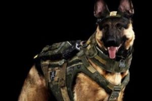 Call of Duty'nin yeni d&ouml;rt ayaklı askeri