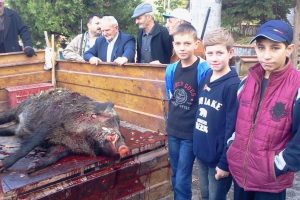 Avcılar 250 kiloluk yaban domuzu vurdu