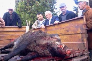 250 kg'lik domuz Bursa'da avlandı