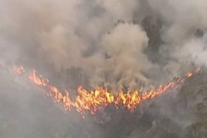 Yangın ormanları k&uuml;le &ccedil;eviriyor