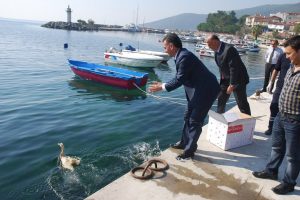 Temizlenen k&ouml;rfezde artık &ouml;rdekler y&uuml;zecek