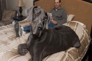 D&uuml;nyanın en b&uuml;y&uuml;k k&ouml;peği &ouml;ld&uuml;