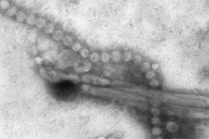 Bilimadamlarından H7N9 vir&uuml;s&uuml;ne karşı aşı