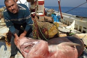 Kuşadası'nda ağlara 600 kiloluk k&ouml;pekbalığı takıldı