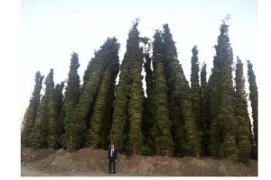 G&ouml;k&ccedil;ek'ten anlamlı fotoğraf