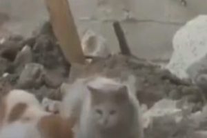 Suriye halkı a&ccedil;lıktan kedi yiyor