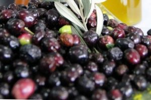 Zeytin &uuml;reticisinin prim tespiti tepkisi