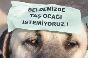 B&ouml;yle eylem g&ouml;r&uuml;lmedi!