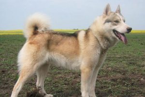 K&ouml;pek, k&ouml;peğin halini kuyruğundan anlıyor