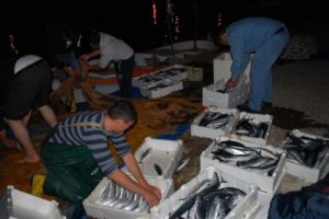Karadeniz'de palamut bereketi