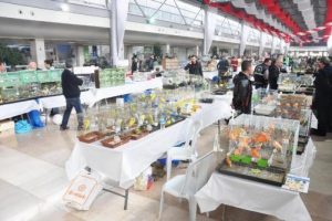 3 bin Kanarya Bursa'da yarışacak