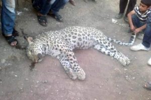 &Ccedil;obanlar 'Anadolu Leoparı' mı vurdu ?