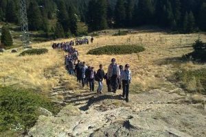 Yavru kurtlar Uludağ'da