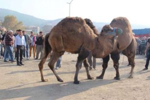 Develer ringe hazırlandı