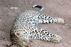 &Ouml;ld&uuml;r&uuml;len leopar incelenmeye alındı