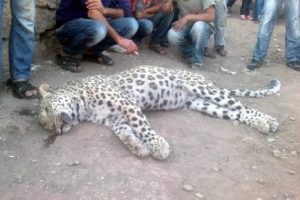 &Ouml;ld&uuml;r&uuml;len leopar iki yaşında ve erkek