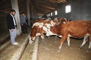 İran sınırında modern hayvancılık