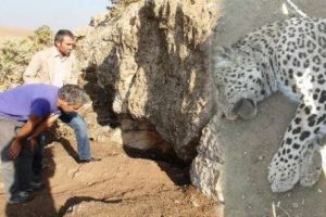 Leoparı vuran &ccedil;oban konuştu