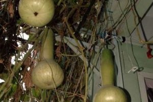 Emekli &ouml;ğretmenin kabak kemane merakı
