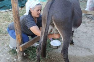 Eşek s&uuml;t&uuml; kanser hastalıklarına iyi geliyor