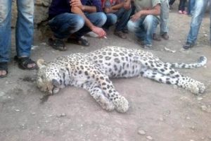Leopar daha &ouml;nce de tabancayla vurulmuş