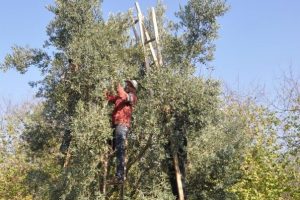 Suriyeli m&uuml;lteciler Bursa'da zeytin topluyor