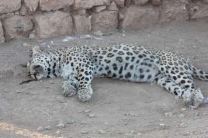 Leoparın &ccedil;ilesi bitmedi