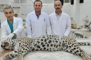 Leopar daha &ouml;nce de tabancayla vurulmuş