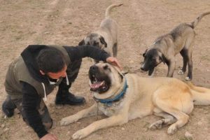 Kangal k&ouml;peğine rekor &uuml;cret