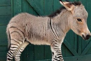 Yarı zebra, yarı eşek