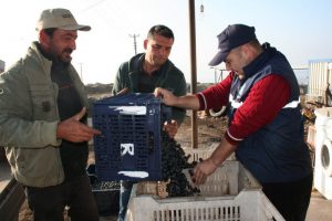 Bursa zeytin hasadına başladı