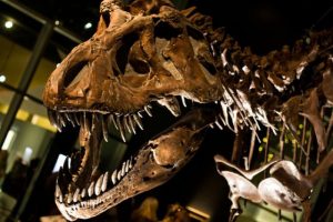 T-Rex'in b&uuml;y&uuml;k amcası bulundu
