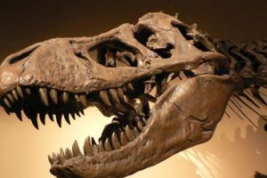 T-Rex'in 'b&uuml;y&uuml;k amcası' bulundu