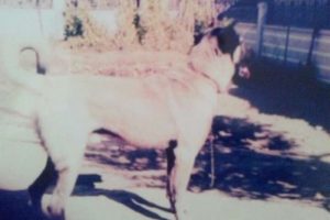 &Ccedil;aldıkları k&ouml;peği sahibine satmak istediler